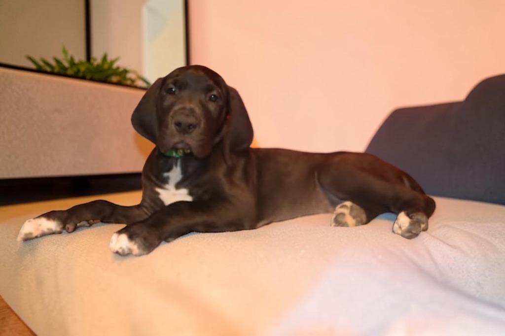 Fauna, a Adoptable Great Dane in Mesa, AZ image 1/3
