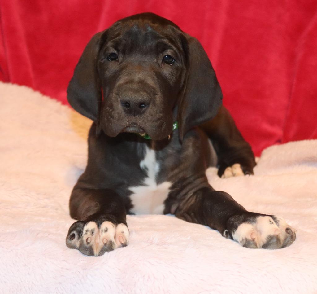 Fauna, a Adoptable Great Dane in Mesa, AZ image 2/3