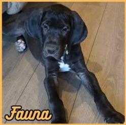 Fauna, a Adoptable Great Dane in Mesa, AZ image 3/3