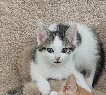 Corduroy, Adoptable, Kitten Female Domestic Short Hair.