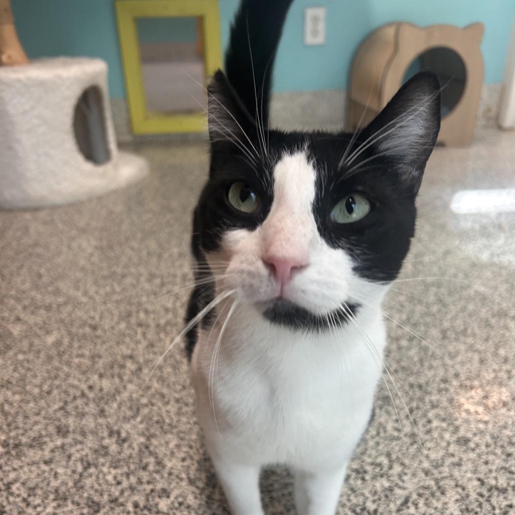 Cobain, Adoptable, Adult Male Domestic Short Hair.