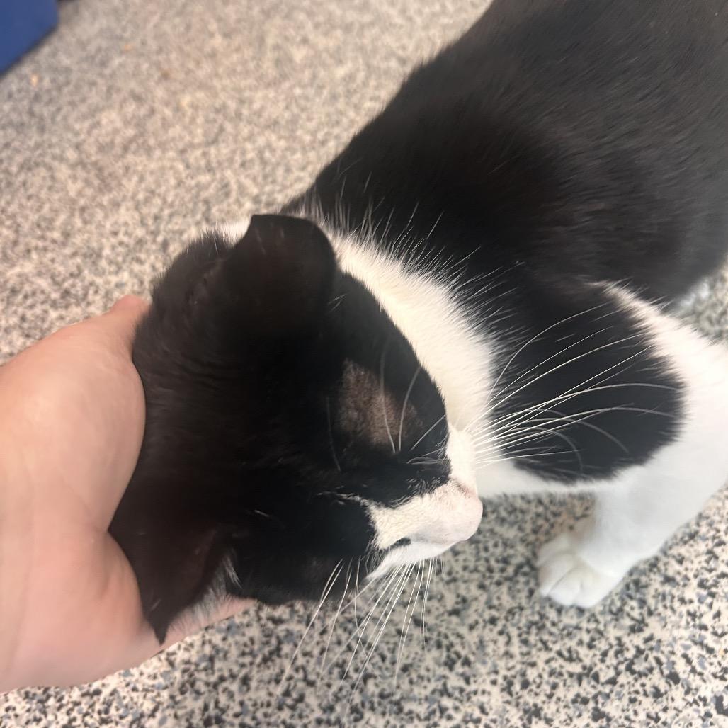 Cobain, a Adoptable Domestic Short Hair in Fresno, CA image 2/4