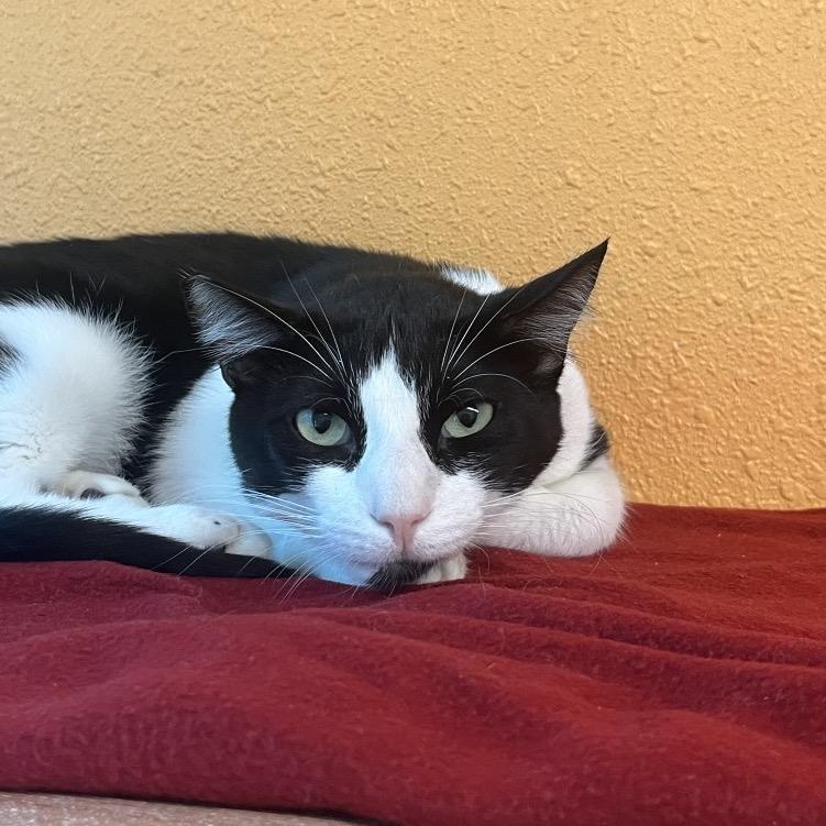 Cobain, Adoptable, Adult Male Domestic Short Hair.