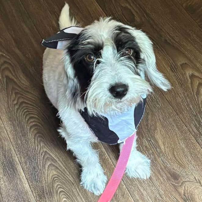 Freckles, Adopted, Adult Female Schnauzer.