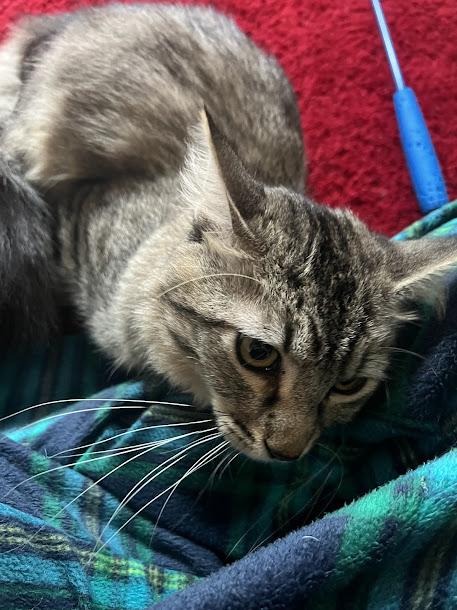 Sylvester--In Foster, an adoptable Domestic Long Hair in Wahpeton, ND, 58075 | Photo Image 4