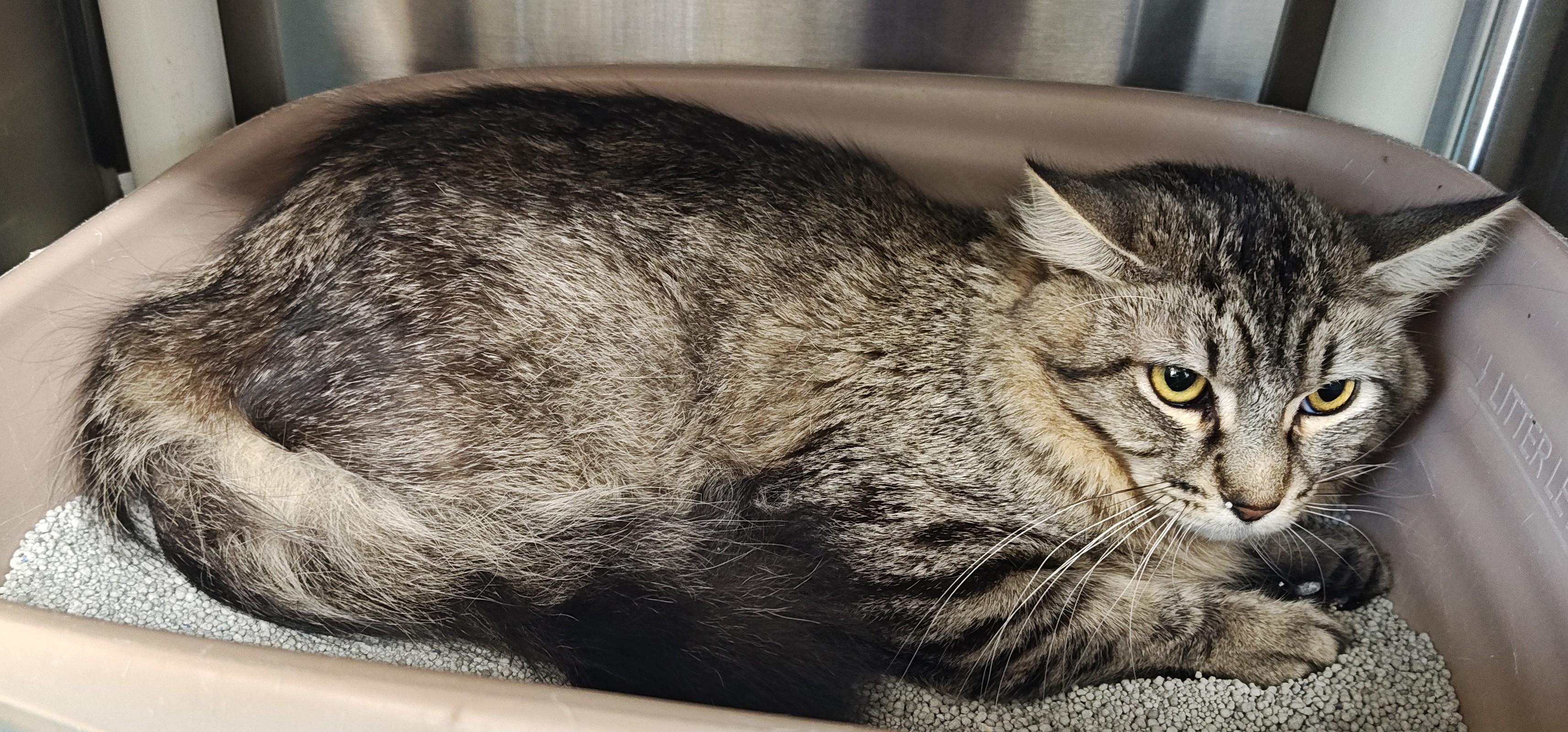 Sylvester--In Foster, an adoptable Domestic Long Hair in Wahpeton, ND, 58075 | Photo Image 3