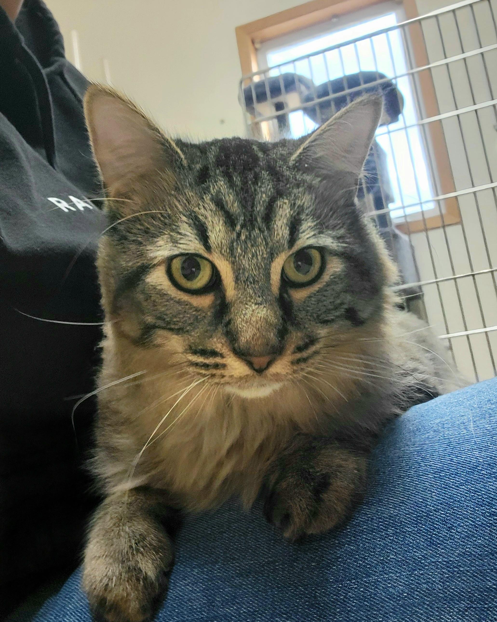 Sylvester, an adoptable Domestic Long Hair in Wahpeton, ND, 58075 | Photo Image 3