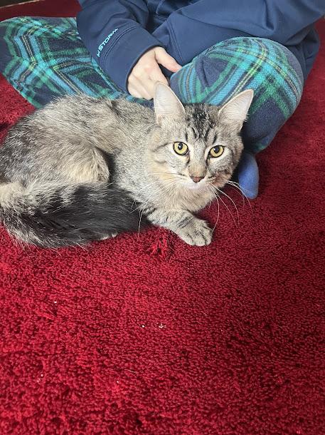 Sylvester--In Foster, an adoptable Domestic Long Hair in Wahpeton, ND, 58075 | Photo Image 2