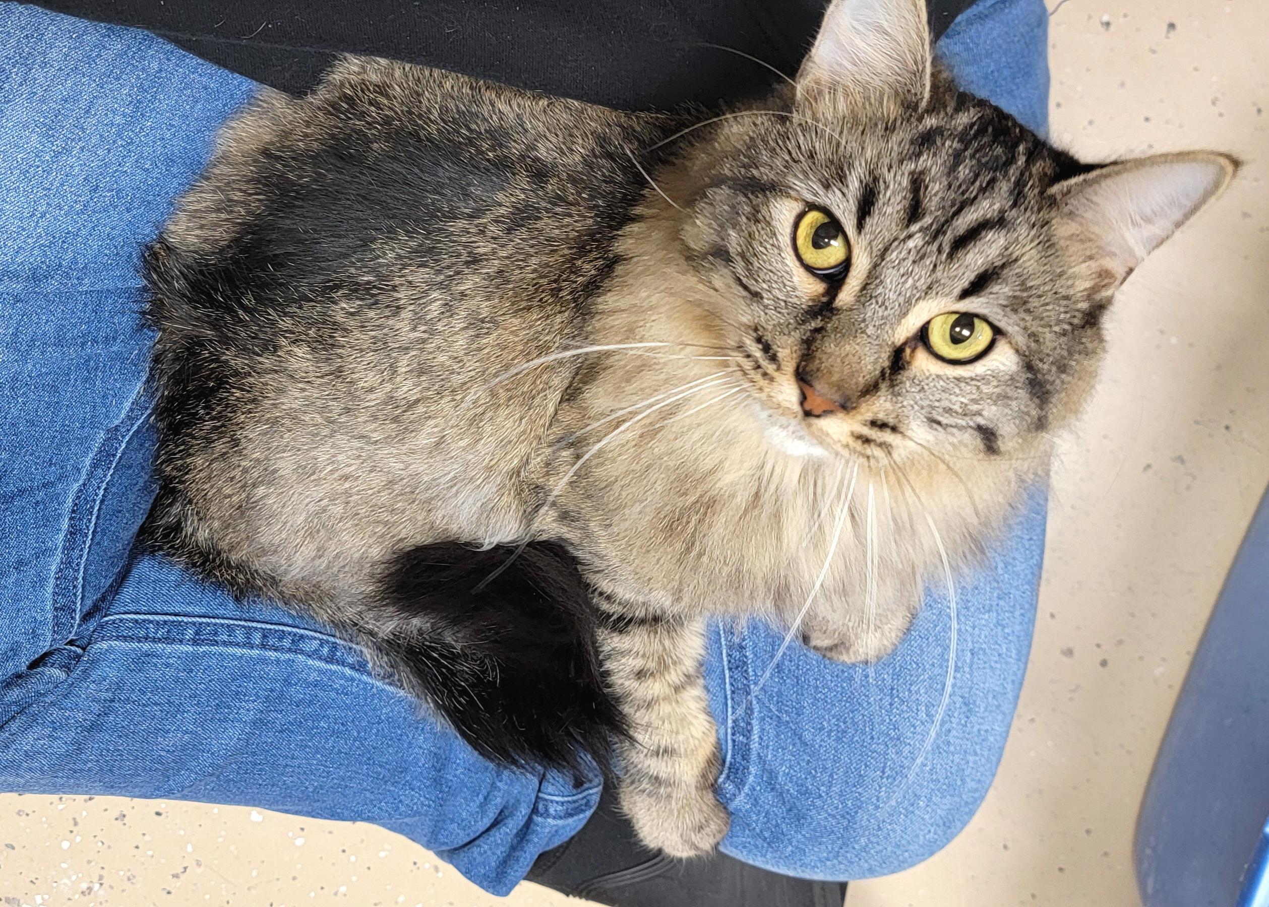 Sylvester, an adoptable Domestic Long Hair in Wahpeton, ND, 58075 | Photo Image 5
