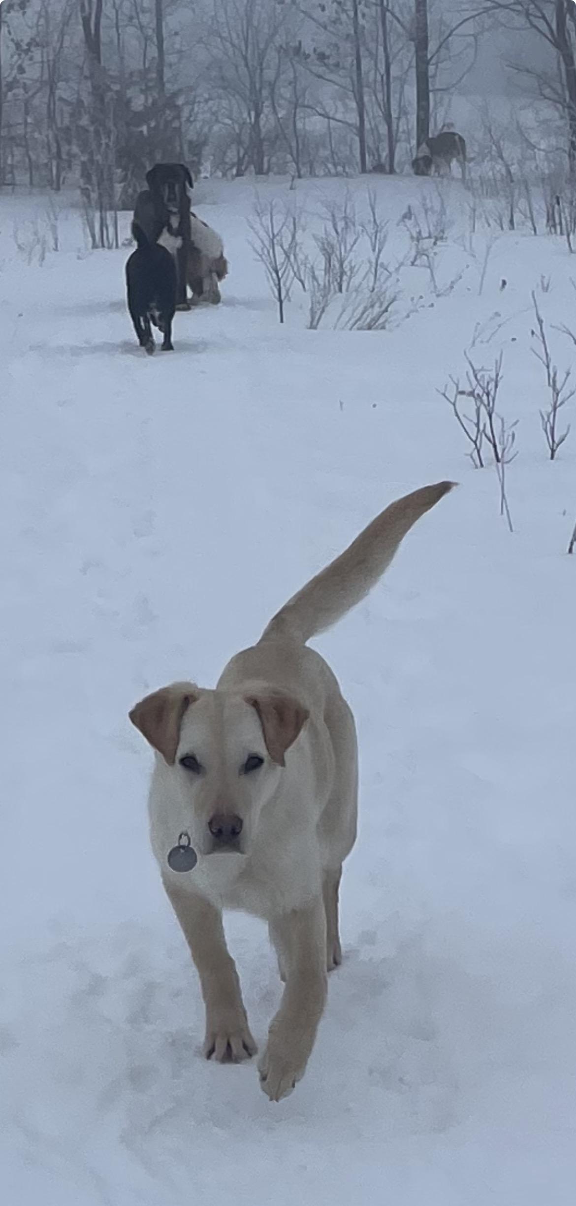 Enlarge Timbit, a Adoptable mixed breed in Terra Cotta, ON image 6/6