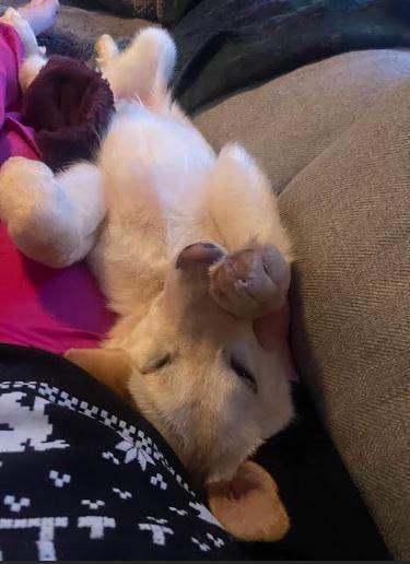 Enlarge Timbit, a Adoptable mixed breed in Terra Cotta, ON image 5/6