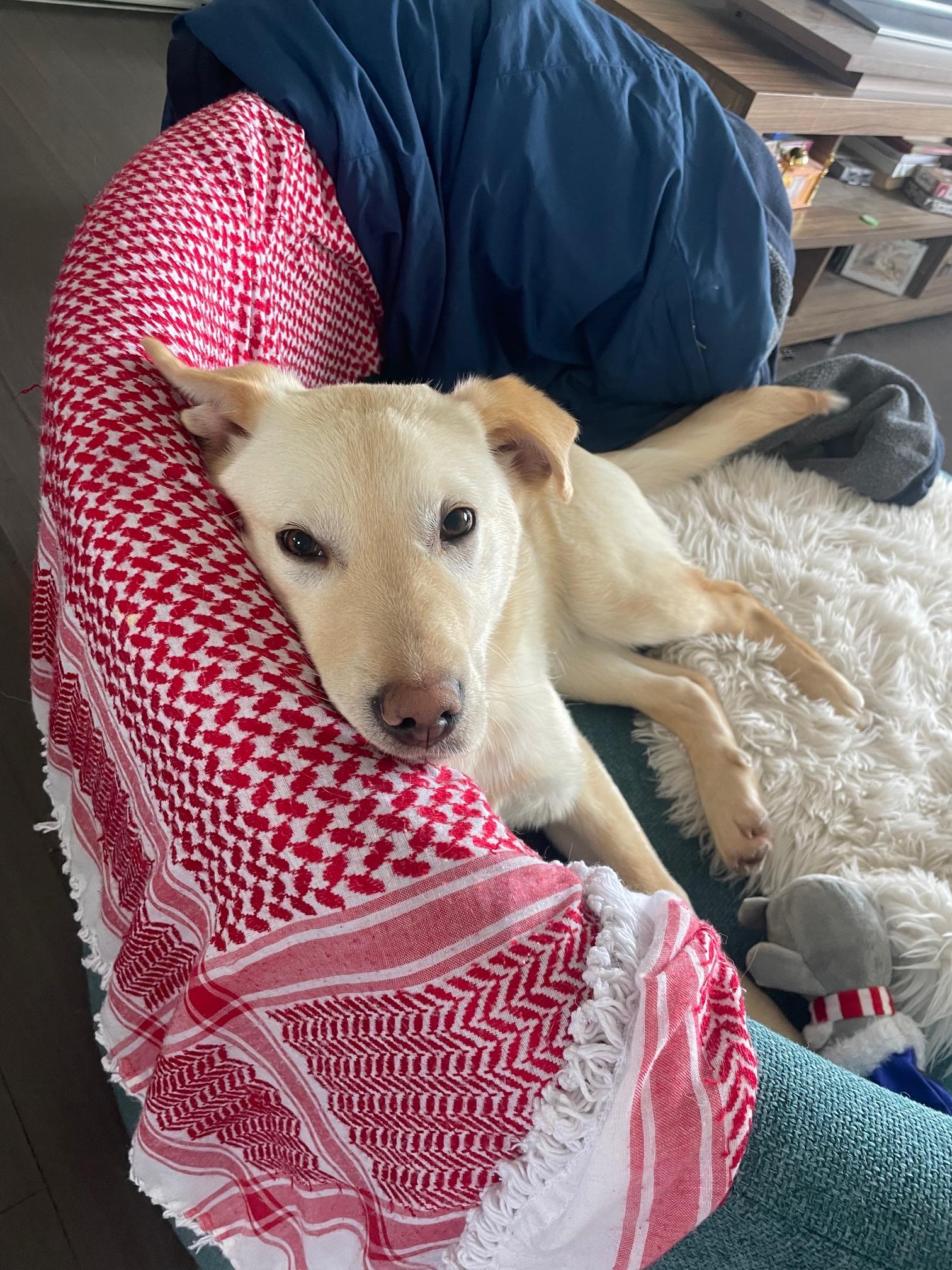 Enlarge Timbit, a Adoptable mixed breed in Terra Cotta, ON image 4/6