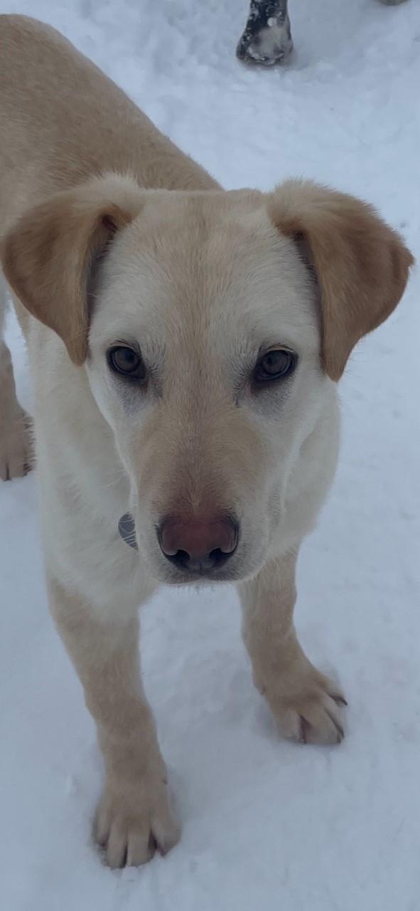 Enlarge Timbit, a Adoptable mixed breed in Terra Cotta, ON image 1/6