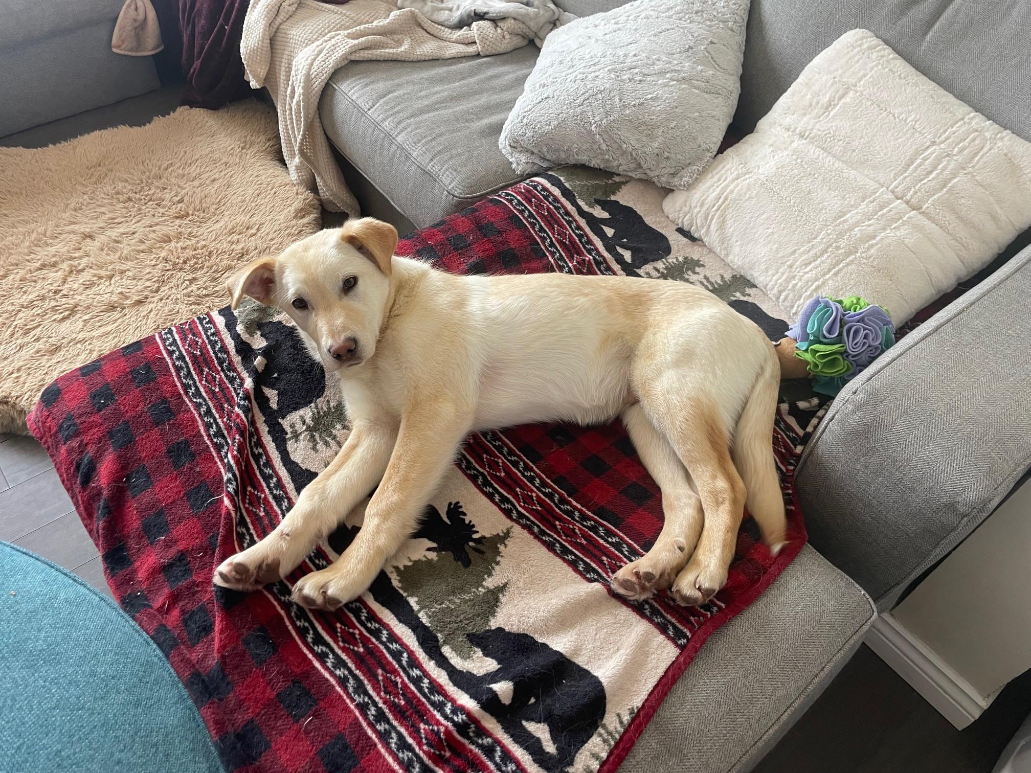 Enlarge Timbit, a Adoptable mixed breed in Terra Cotta, ON image 3/6