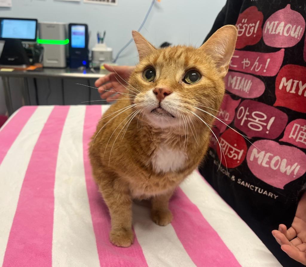 Gamble, Adoptable, Adult Male Domestic Short Hair.