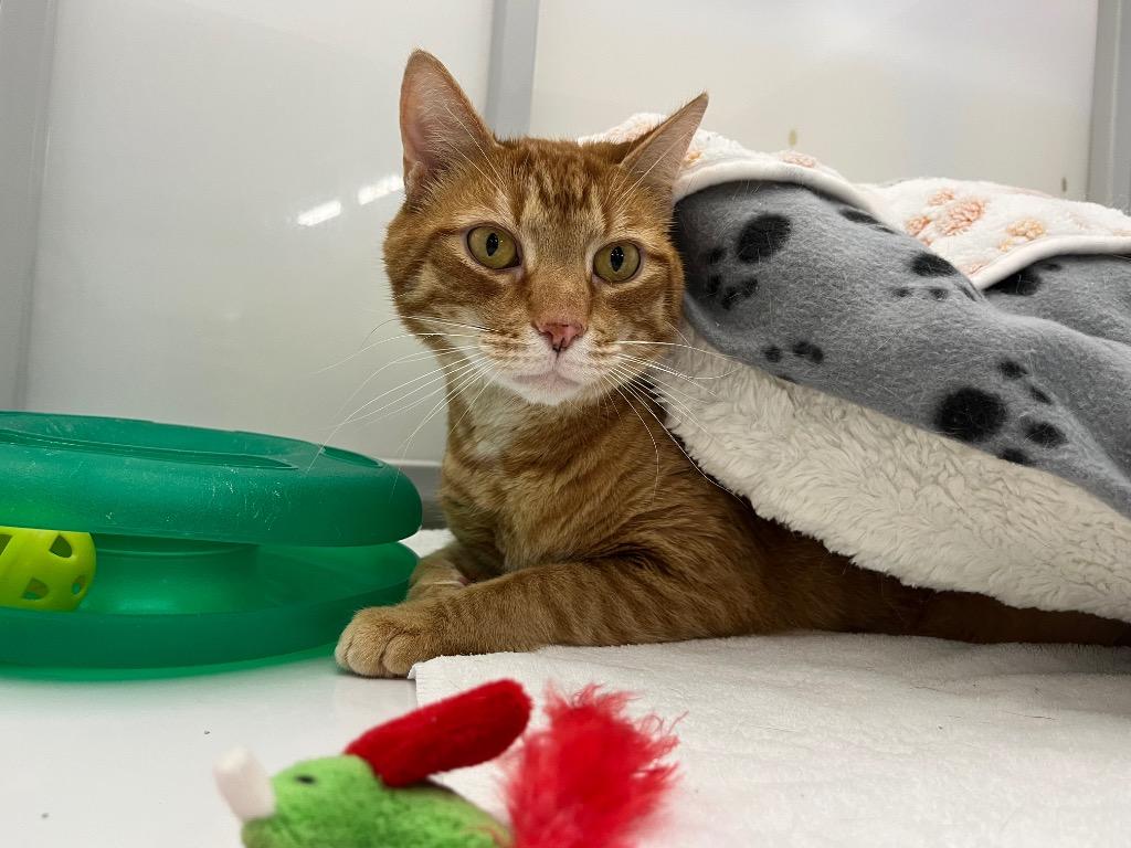 Enlarge Gamble, a Adoptable mixed breed in Raleigh, NC image 2/5