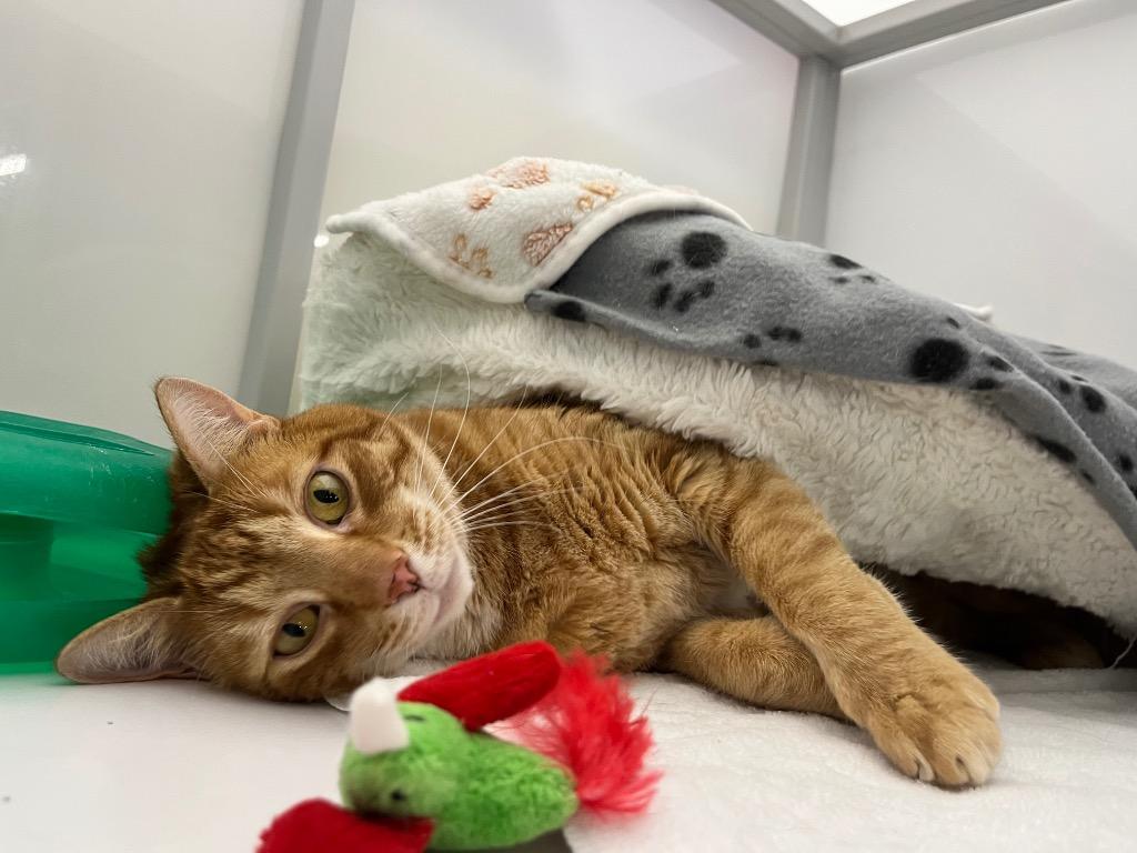 Enlarge Gamble, a Adoptable mixed breed in Raleigh, NC image 3/5