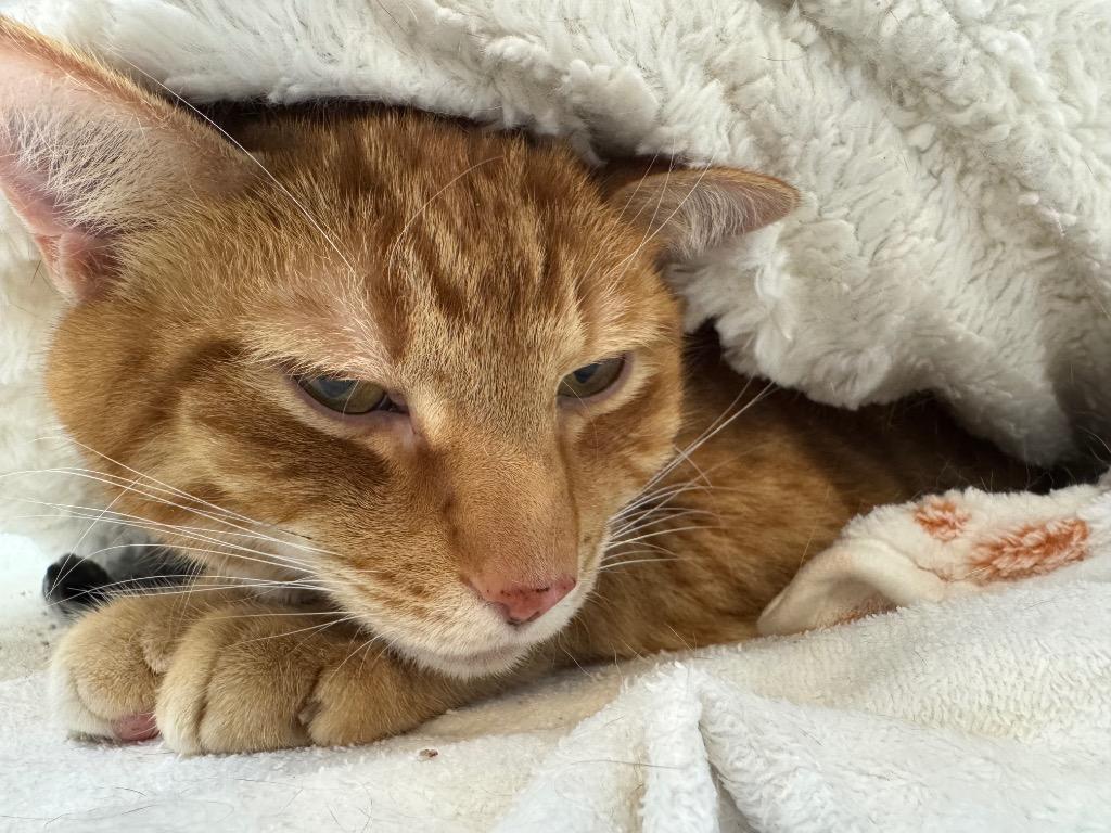 Enlarge Gamble, a Adoptable mixed breed in Raleigh, NC image 4/5