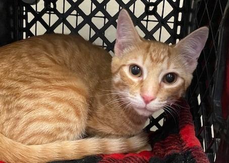 Enlarge Gamble, a Adoptable mixed breed in Raleigh, NC image 5/5