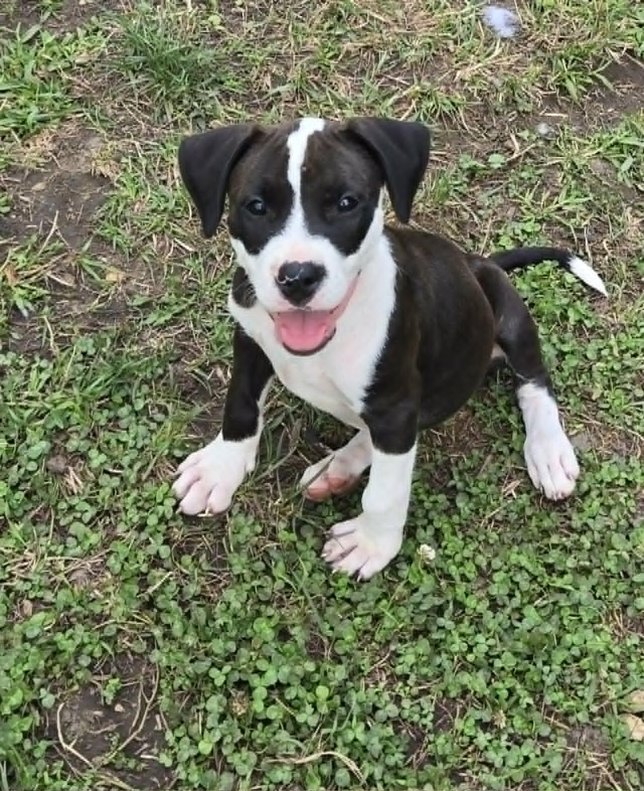 Kahlua, adoptable, Puppy Female Pit Bull Terrier.