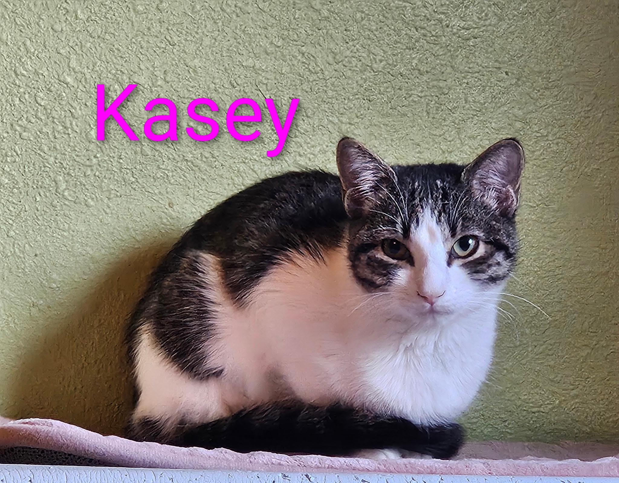 Kasey - North Conroe Petsmart