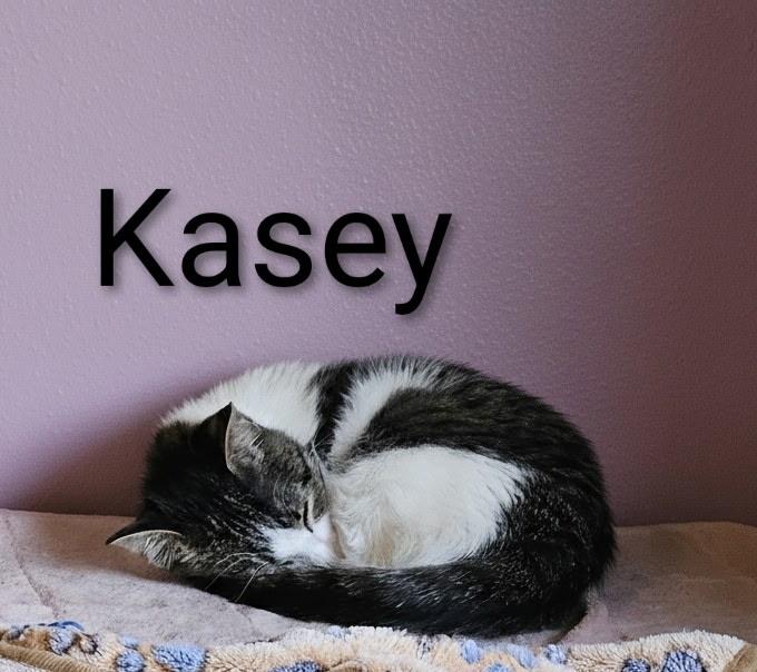 Kasey - North Conroe Petsmart — thumbnail 2