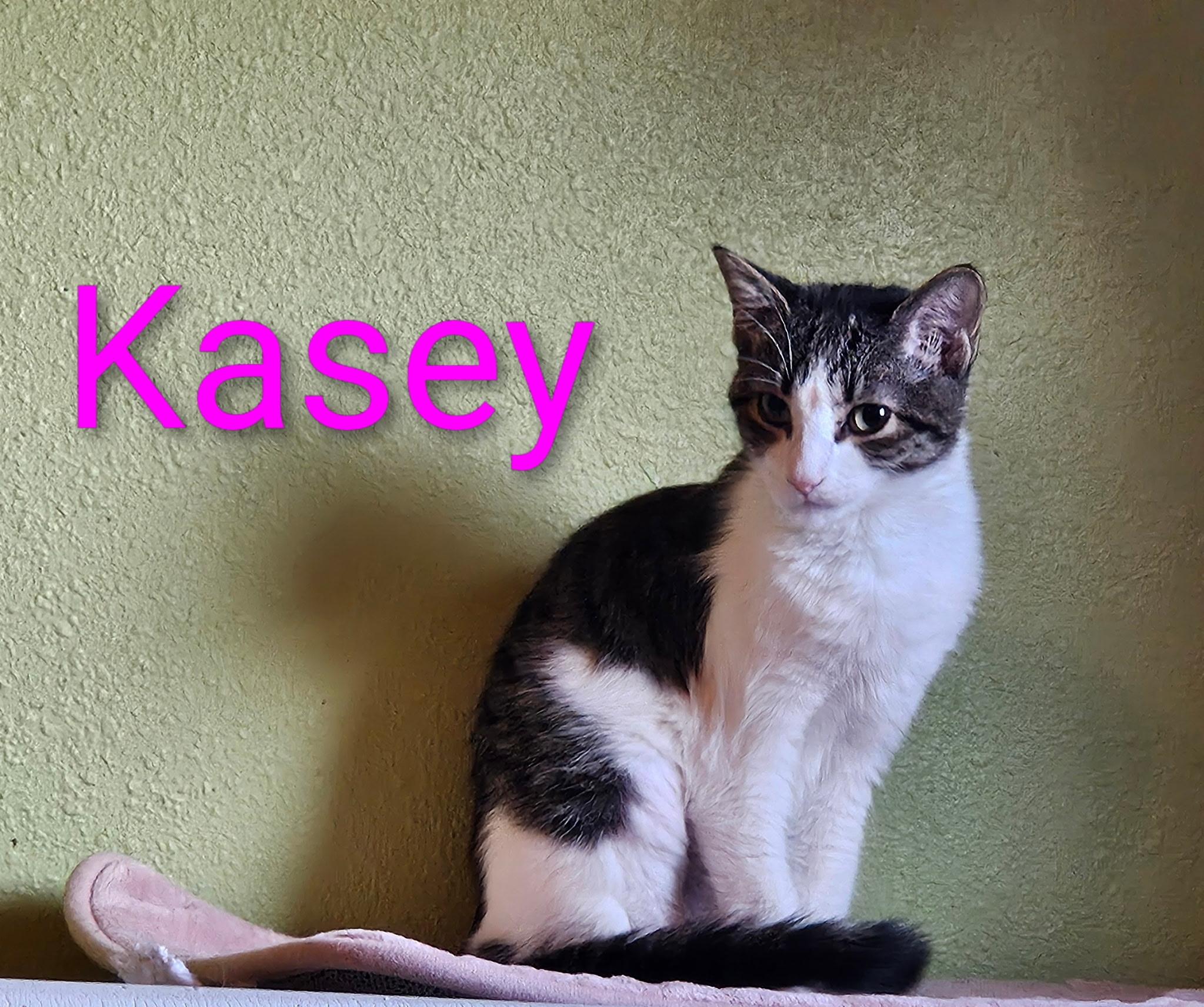 Kasey - North Conroe Petsmart — thumbnail 3