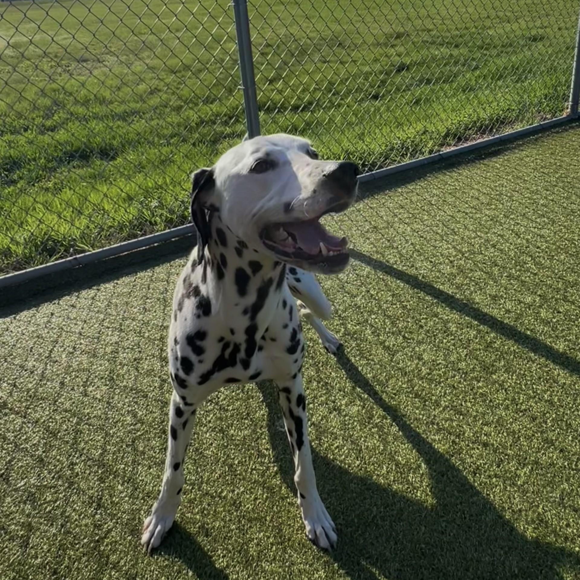 Enlarge Blizzard, a ADOPTABLE Dalmatian in Terre Haute, IN image 3/6