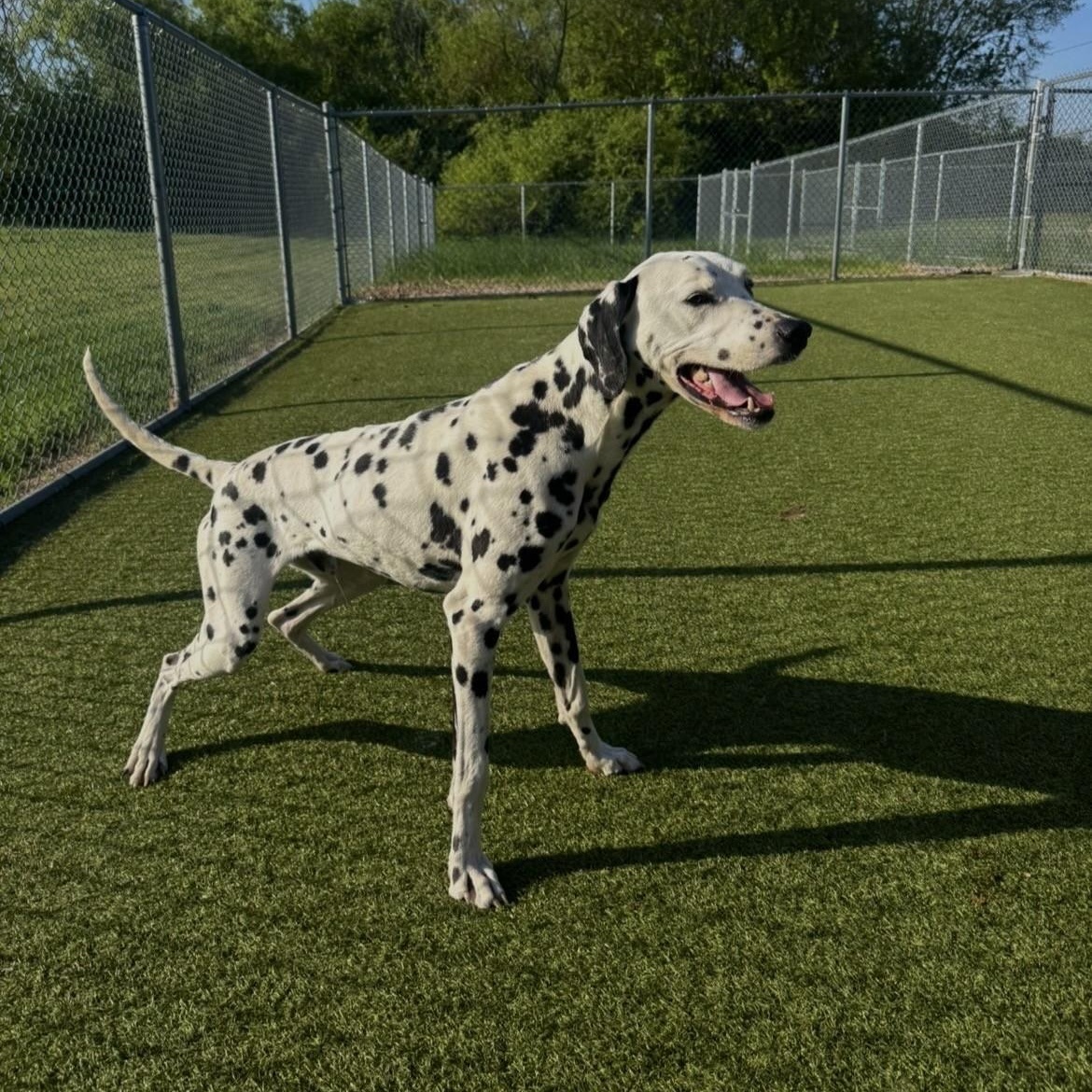 Enlarge Blizzard, a ADOPTABLE Dalmatian in Terre Haute, IN image 2/6