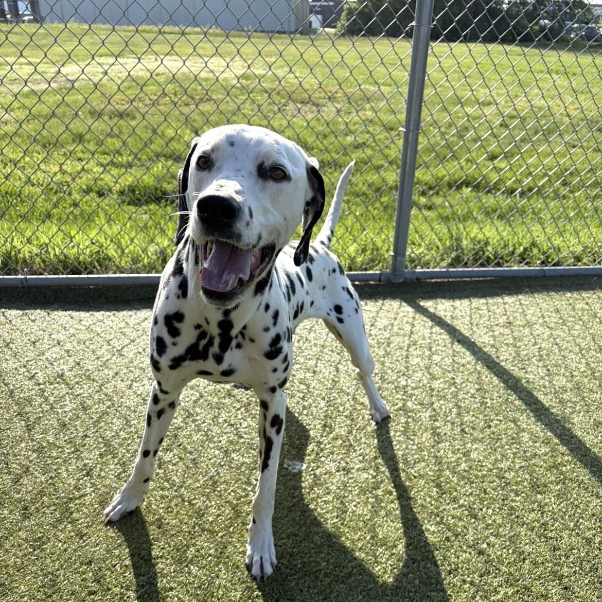 Enlarge Blizzard, a ADOPTABLE Dalmatian in Terre Haute, IN image 6/6