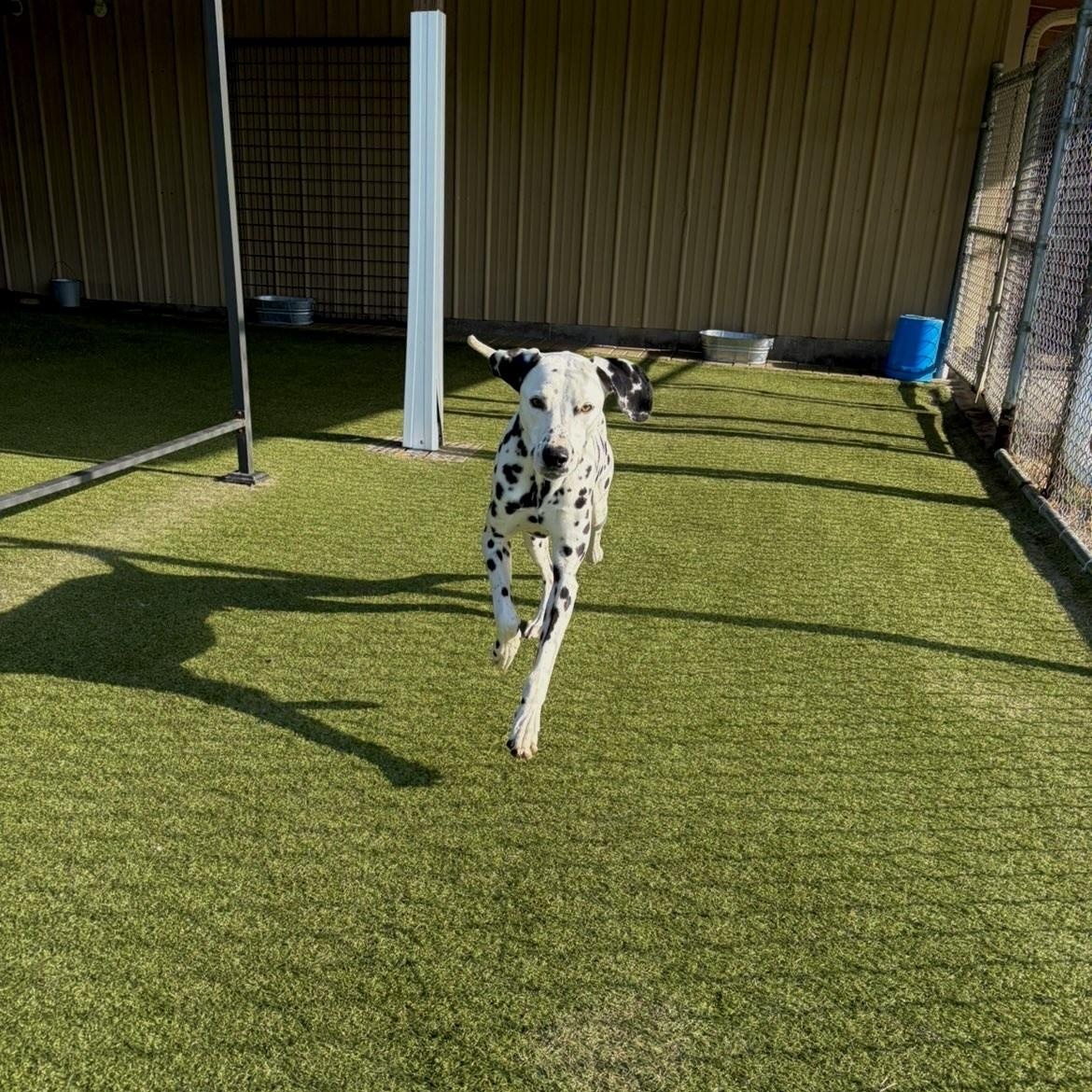 Enlarge Blizzard, a ADOPTABLE Dalmatian in Terre Haute, IN image 5/6