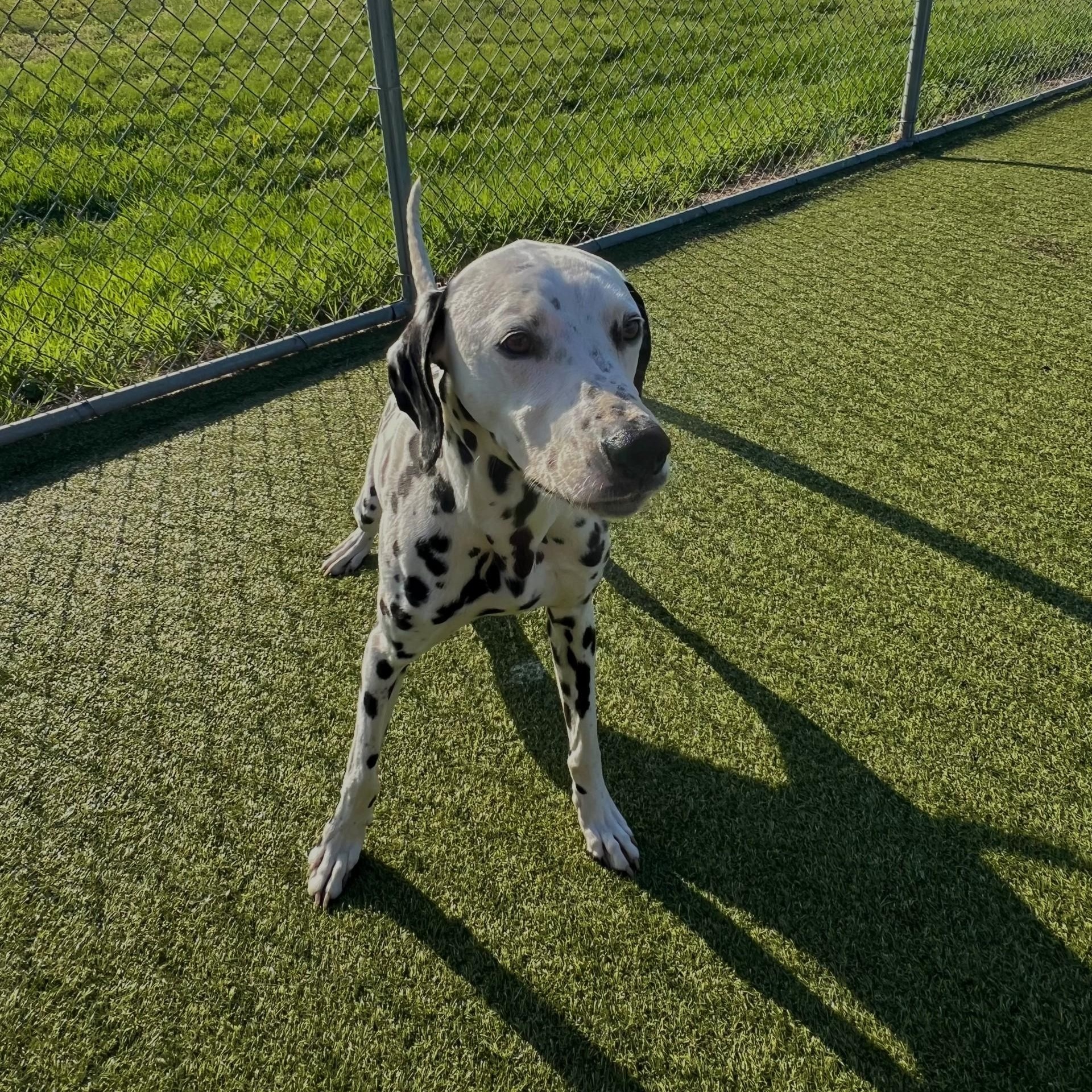 Enlarge Blizzard, a ADOPTABLE Dalmatian in Terre Haute, IN image 4/6