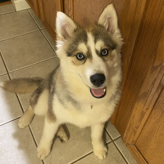 Dog for adoption Argo 160, a Husky & Pomeranian Mix in Hinsdale, IL