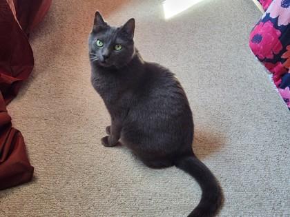Enlarge Zelda, a Adoptable mixed breed in Irving, TX image 1/3
