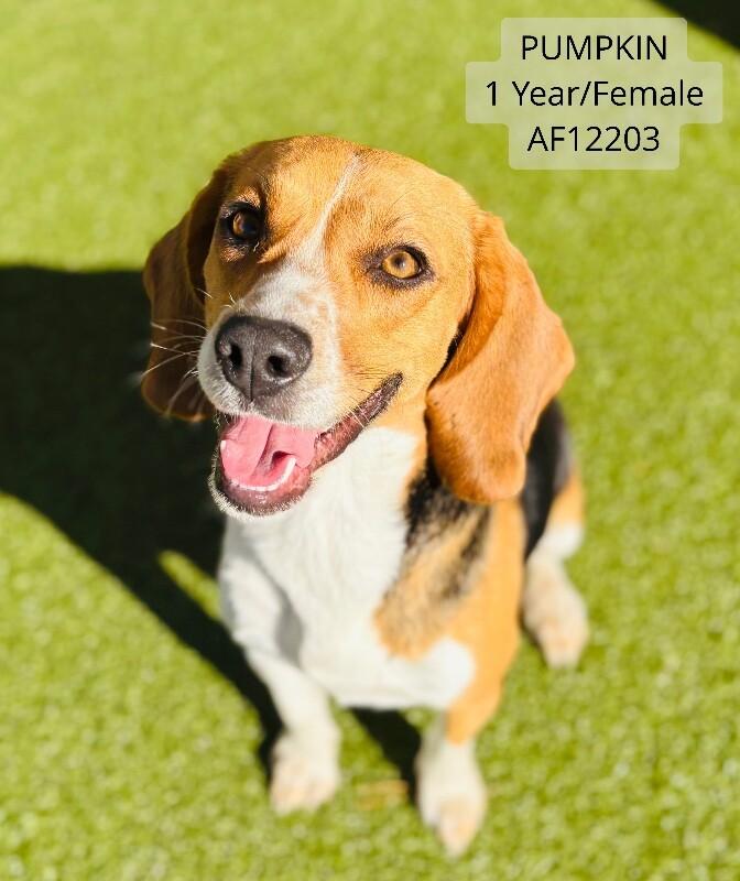 Pumpkin, Adoptable, Adult Female Beagle.
