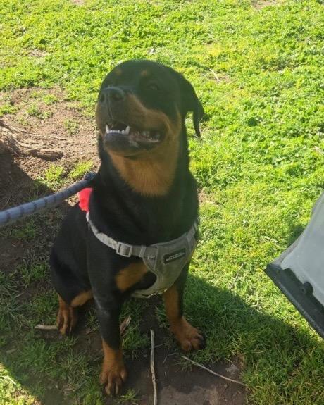 Anyka, Adoptable, Puppy Female Rottweiler.