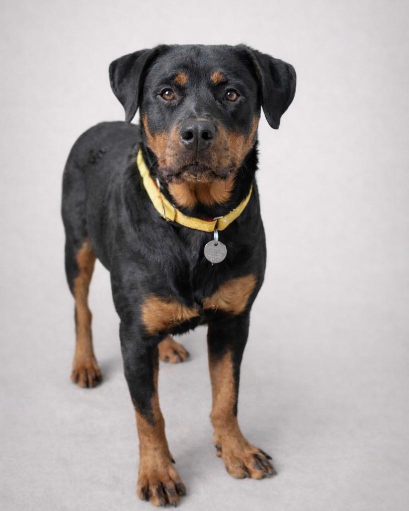 Enlarge Anyka, a Adoptable Rottweiler in Reno, NV image 2/4