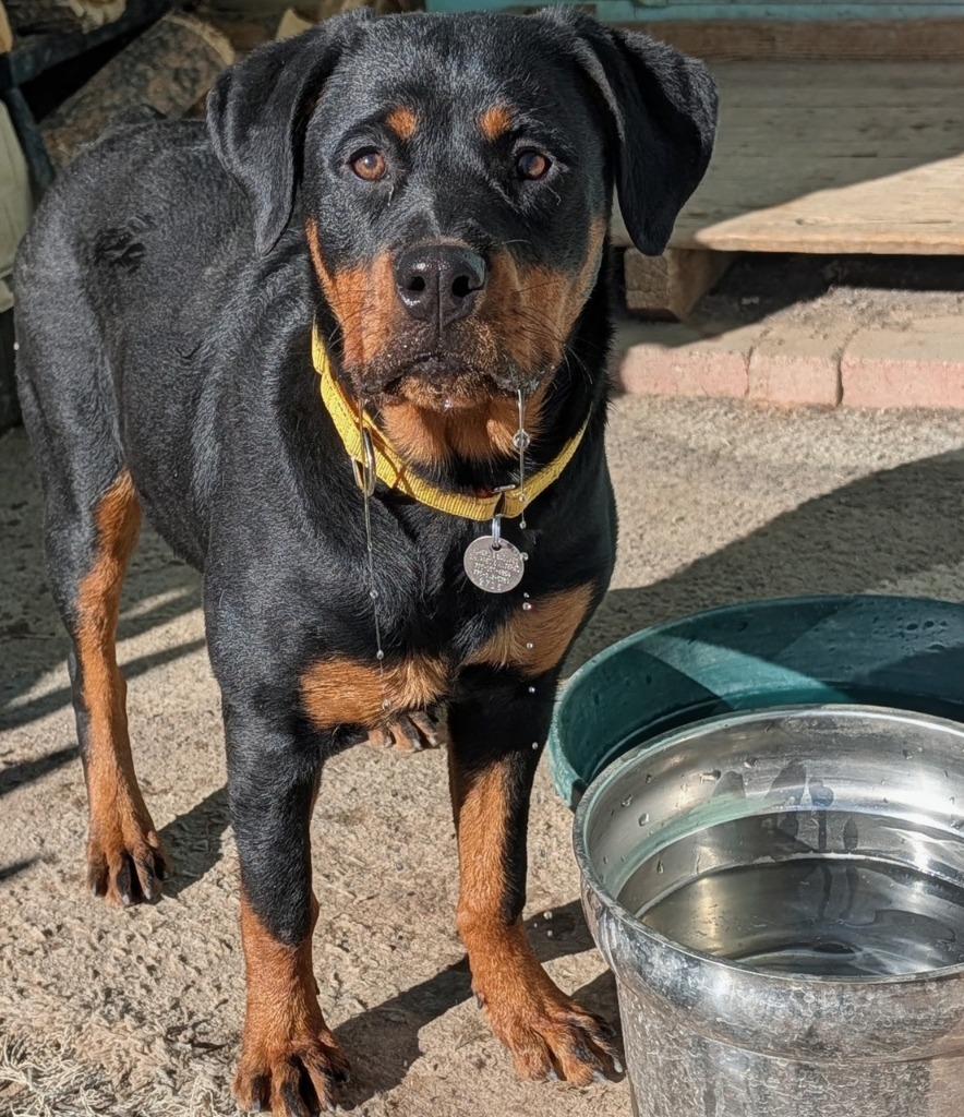 Enlarge Anyka, a Adoptable Rottweiler in Reno, NV image 3/4