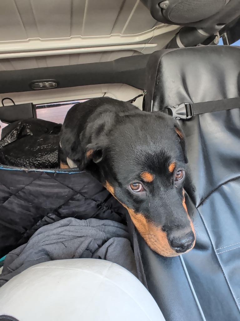 Enlarge Anyka, a Adoptable Rottweiler in Reno, NV image 4/4