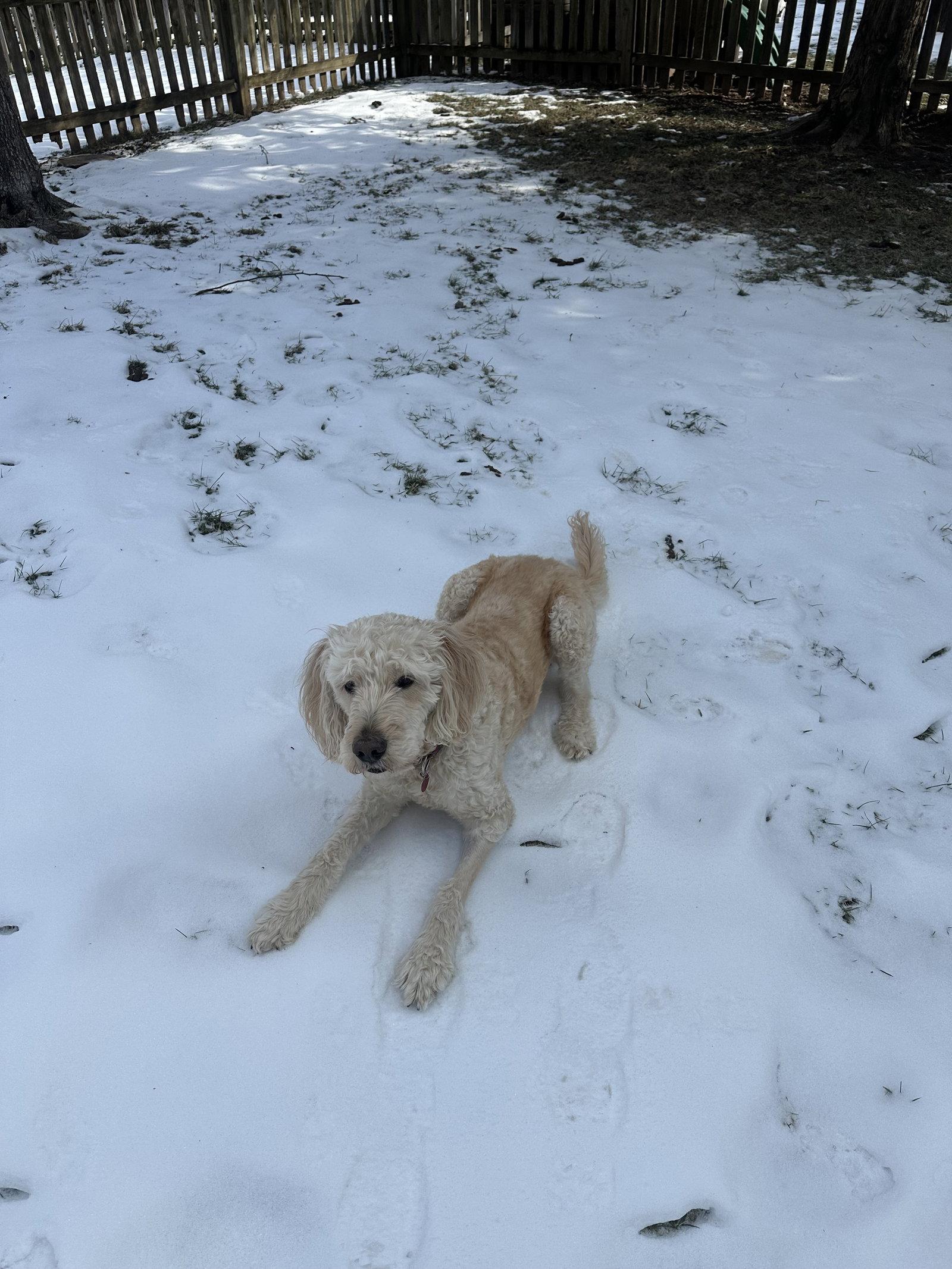 Jackson, a Adopted mixed breed in Herndon, VA image 1/3