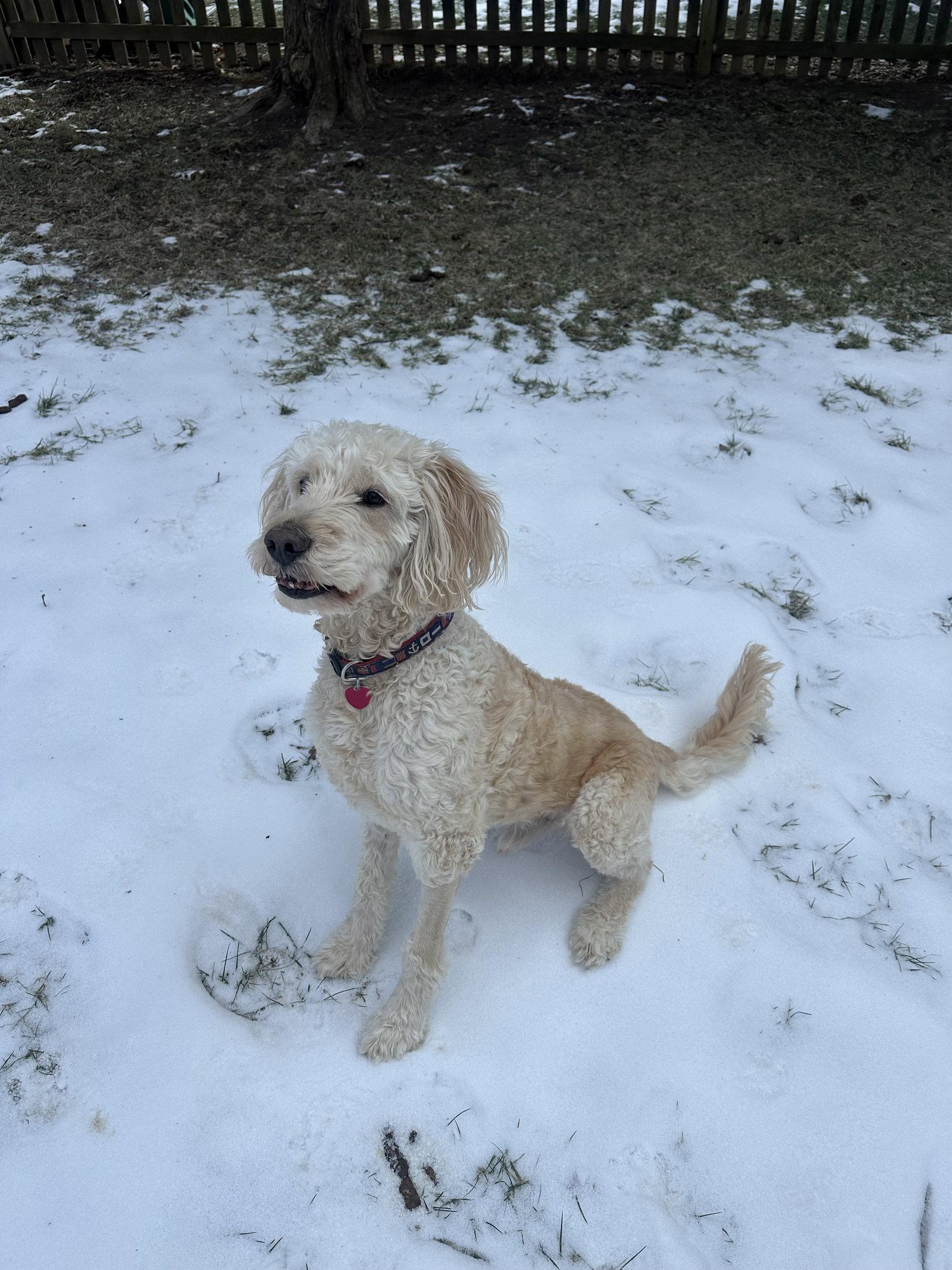 Jackson, a Adopted mixed breed in Herndon, VA image 2/3