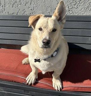 Twinkie, Adoptable, Young Male Cardigan Welsh Corgi & Basset Hound.