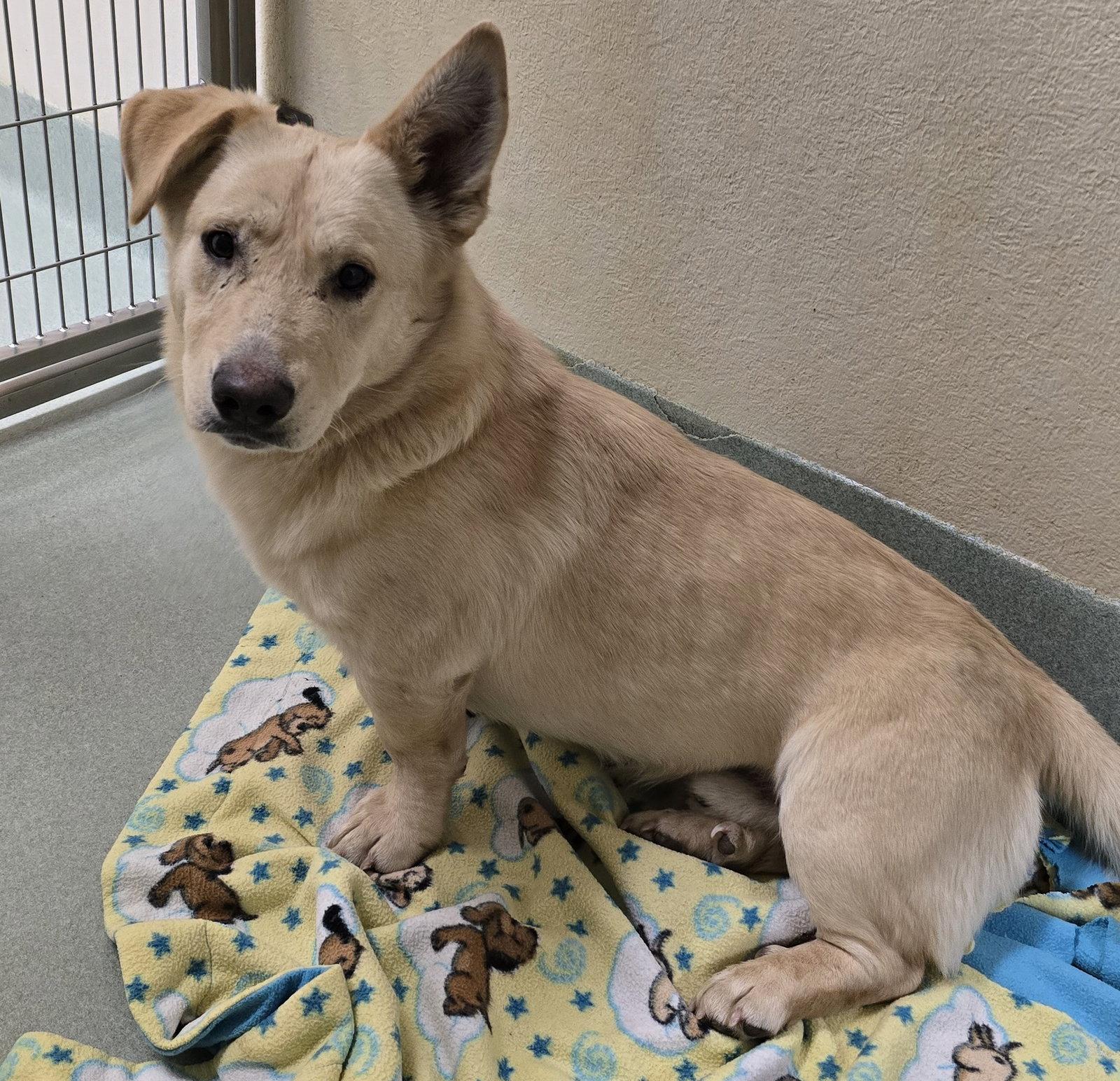 Enlarge Twinkie, a Adoptable mixed breed in Petaluma, CA image 2/3