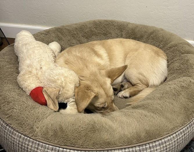 Enlarge Twinkie, a Adoptable mixed breed in Petaluma, CA image 3/3