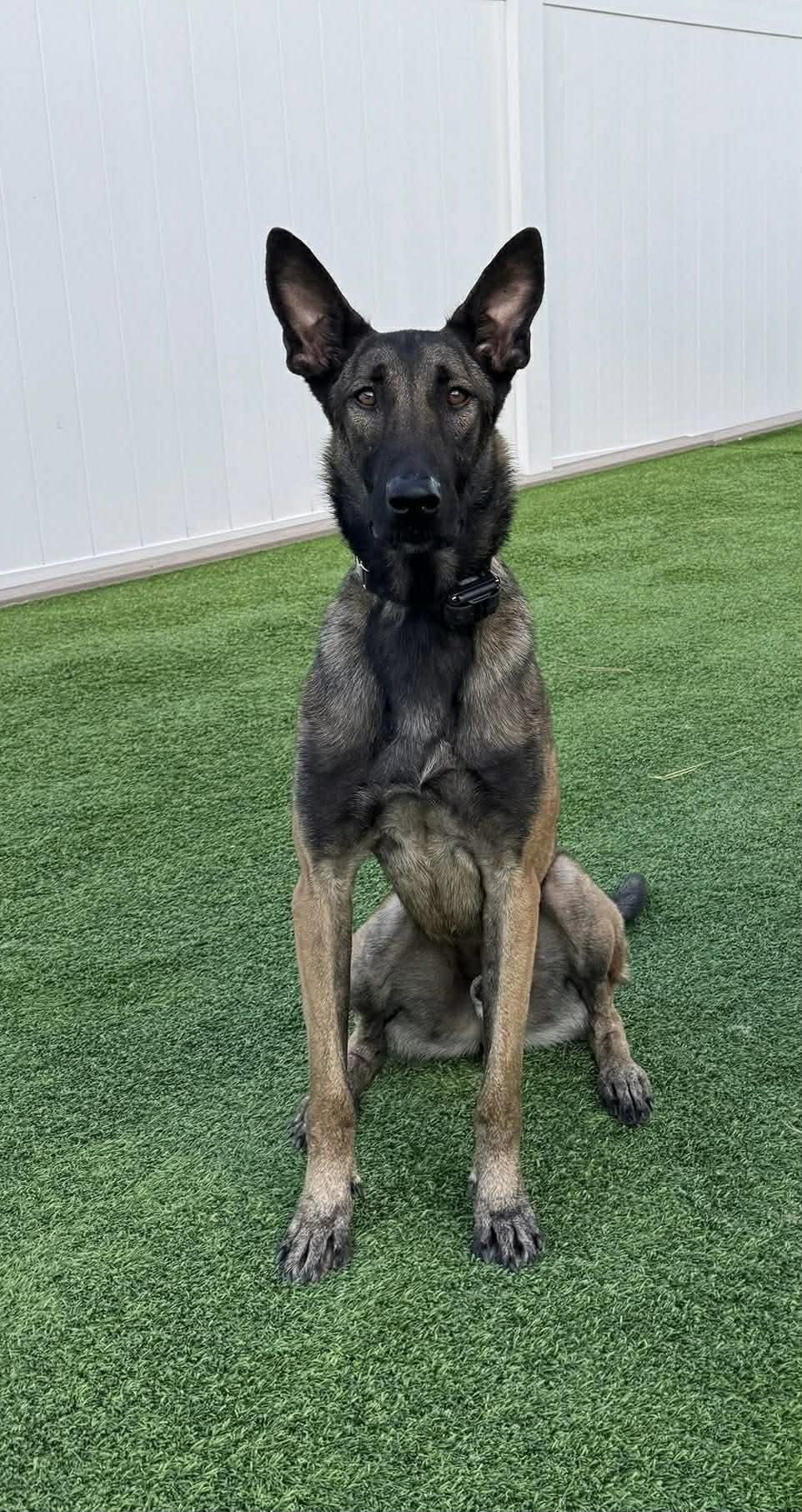 Enlarge Thatcher, a ADOPTABLE Belgian Shepherd / Malinois in Cape Coral, FL image 1/3