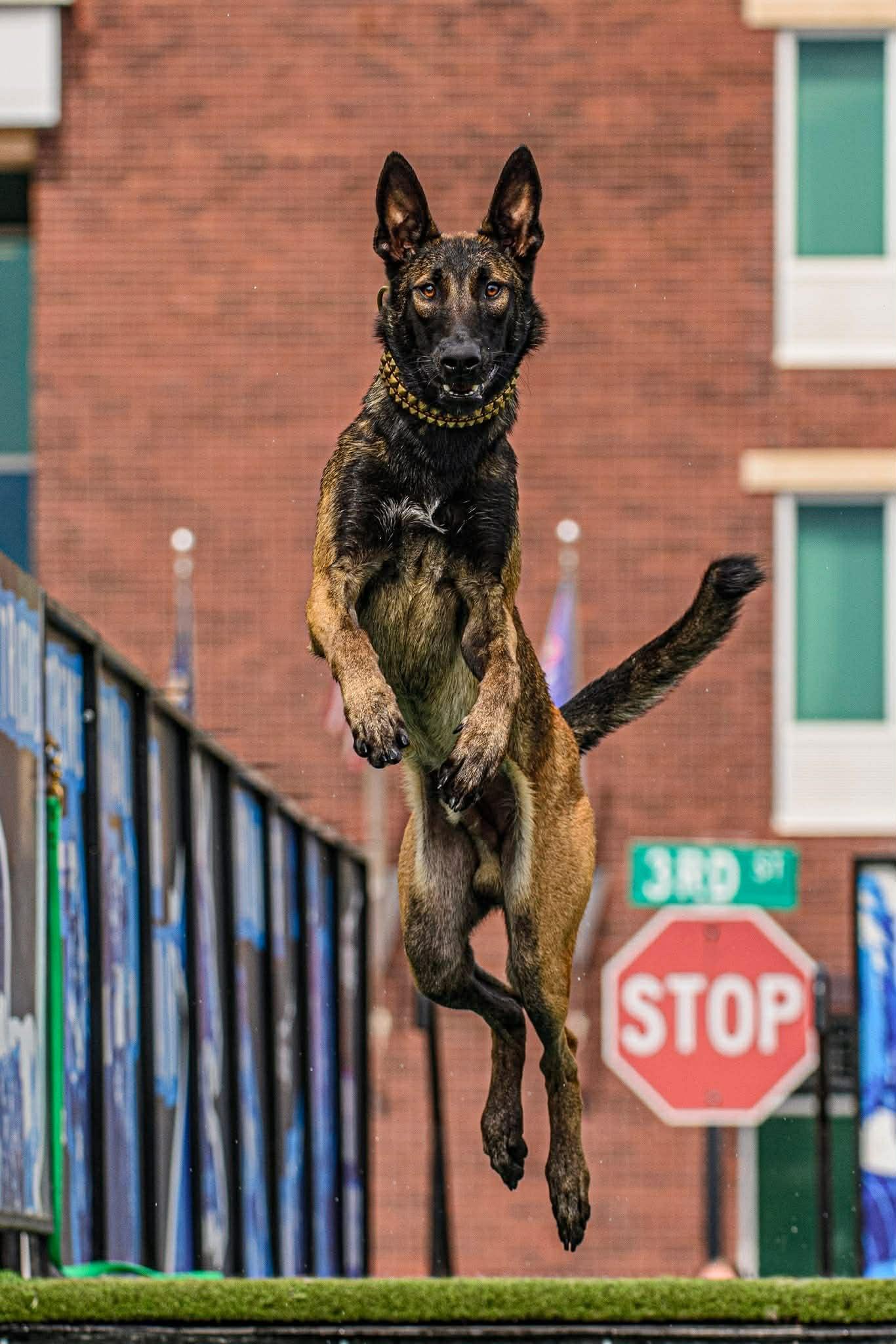 Enlarge Thatcher, a ADOPTABLE Belgian Shepherd / Malinois in Cape Coral, FL image 2/3