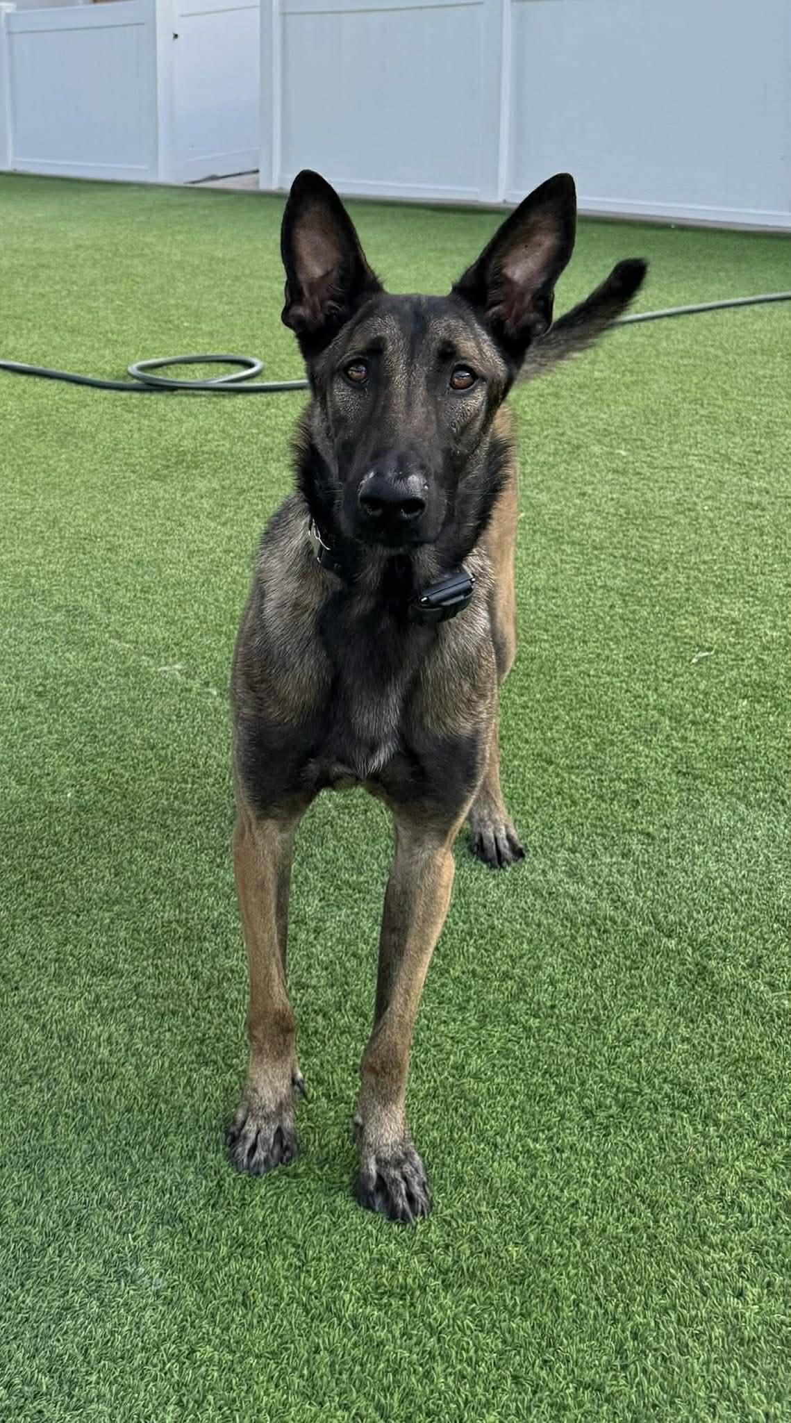 Enlarge Thatcher, a ADOPTABLE Belgian Shepherd / Malinois in Cape Coral, FL image 3/3