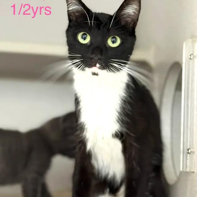 Enlarge Sibby, a Adoptable Domestic Short Hair in Chantilly, VA image 1/1