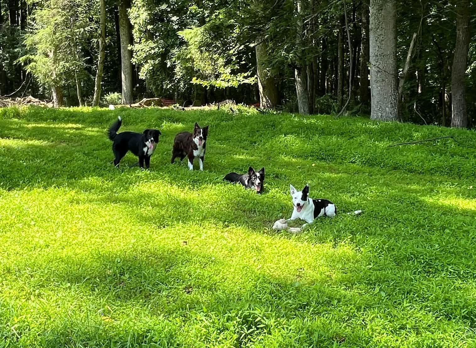 Minnie, an adoptable Border Collie in Chestertown, MD image 4/6