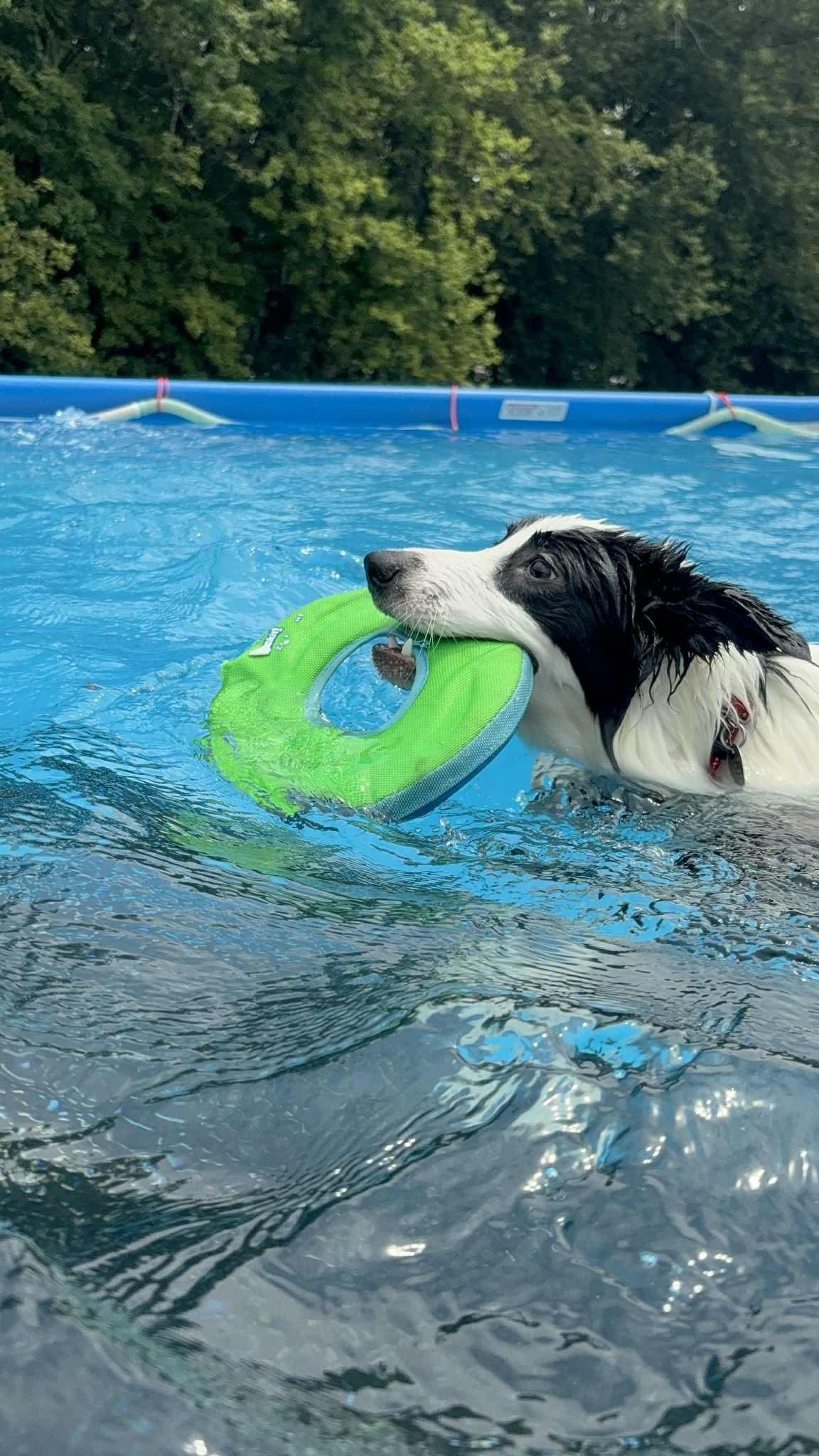 Minnie, Adoptable, Young Female Border Collie.